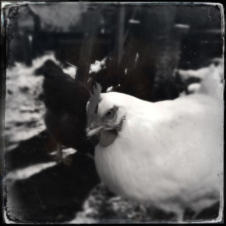 Cocorico Christmas | Phaune Radio