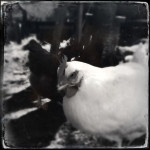 Cocorico Christmas | Phaune Radio